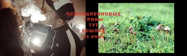 прущие грибы Калининец