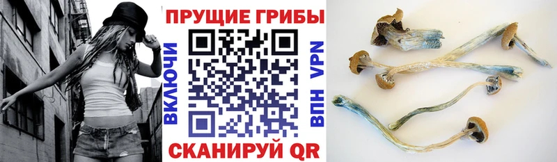 купить закладку  Щёлкино  Псилоцибиновые грибы Psilocybine cubensis 